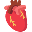 Heart/Cardiology